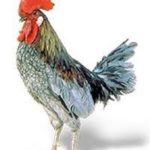 Hard Chicken (Niwatori)