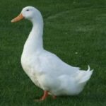 Duck (thai) /Hash/Ahiru 2 kg