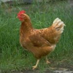 Chicken Whole 1200gm