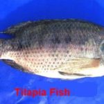 Tilapia Whole [ Save 200 Yen ]