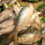 Hilsha Fish - Whole Per Kg(Depandeing On Weight)