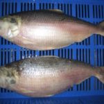 Hilsha Fish - Whole Per Kg(Depending On Weight)