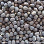 Black Urad (with husk) Whole
