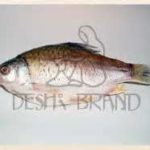 Deshi Puti