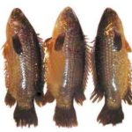 Koi (10--12 pcs)