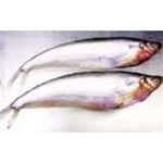 Pabda Fish (Big)