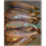 Poa Fish (Vola) - Big