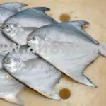 Rupchanda/ Silver Pomfret (Big size)