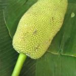 Young Green Jackfruit (Canned)