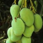 Green Mango (Sliced)  Frozen